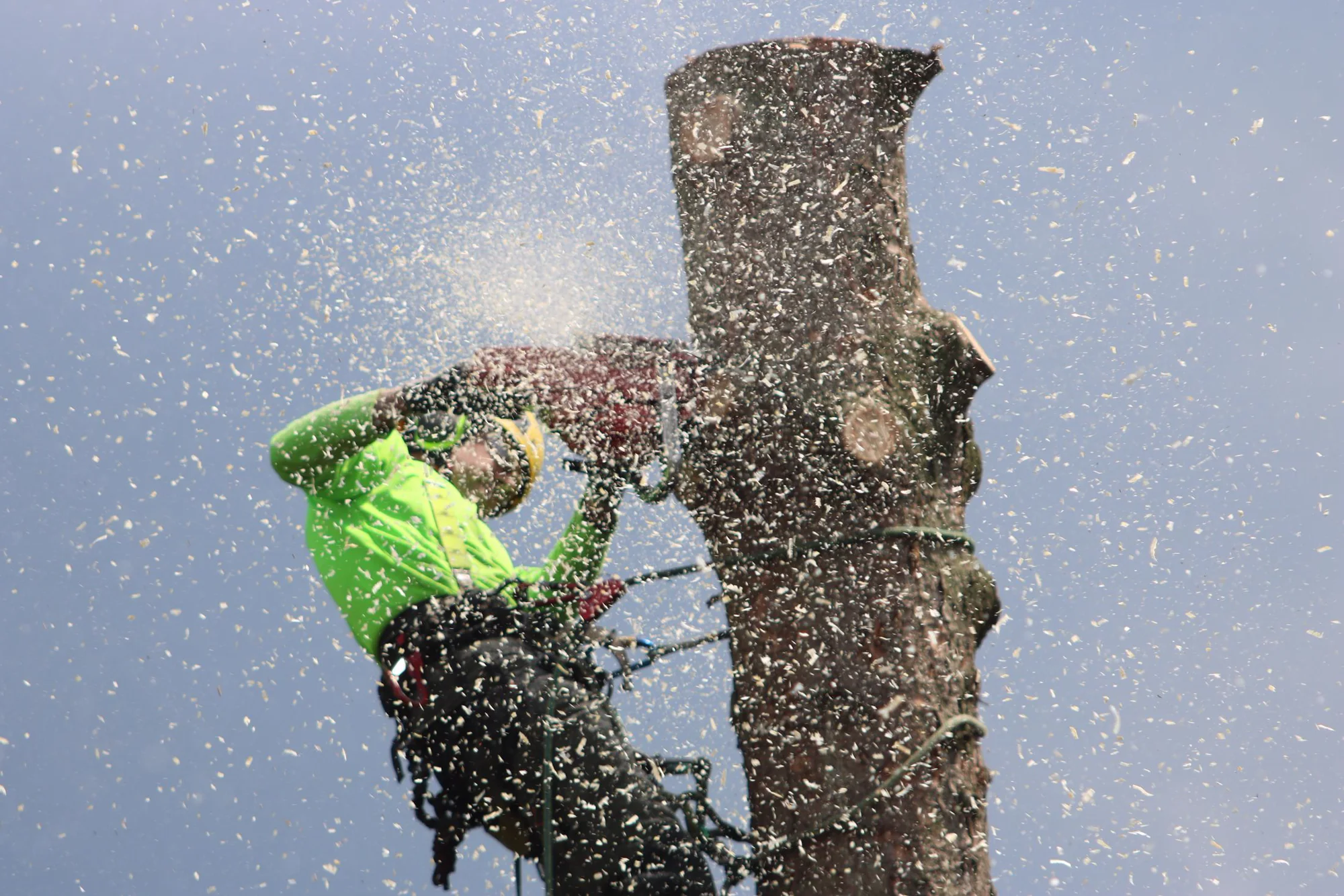 Topkapning i Viborg: klatrende arborist tager toppen ned i sektioner
